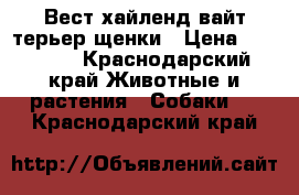 Вест хайленд вайт терьер щенки › Цена ­ 30 000 - Краснодарский край Животные и растения » Собаки   . Краснодарский край